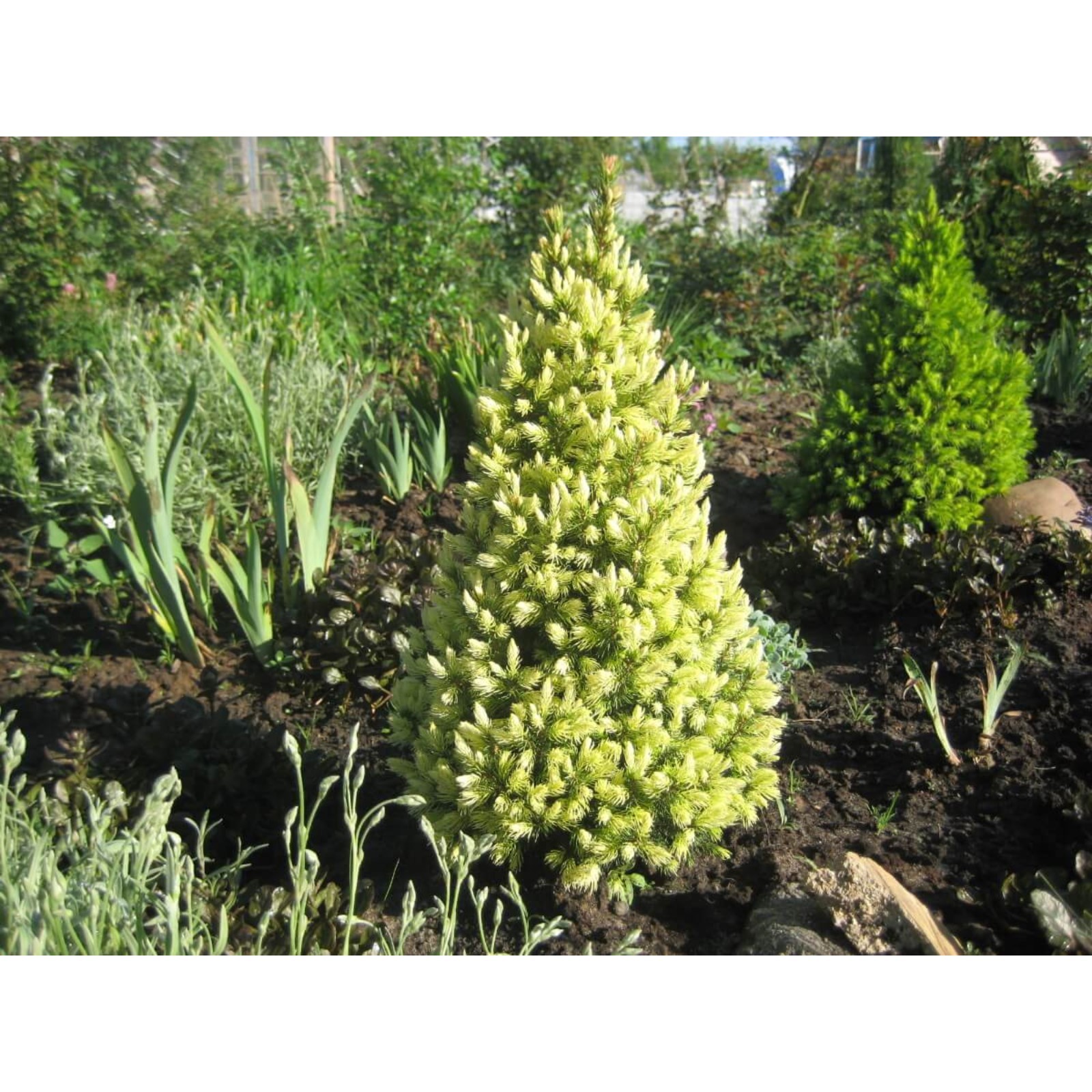 Ель глаука дейзи вайт. Дейзи уайт фото. Дейзи уайт фото. Ель канадская дейзи уай. Дейзи уайт фото.