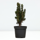 Саженец Ель канадская «Дейзи Вайт», Р9, 1 шт. - Фото 2