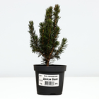 Саженец Ель канадская «Дейзи Вайт», Р9, 1 шт. - Фото 3