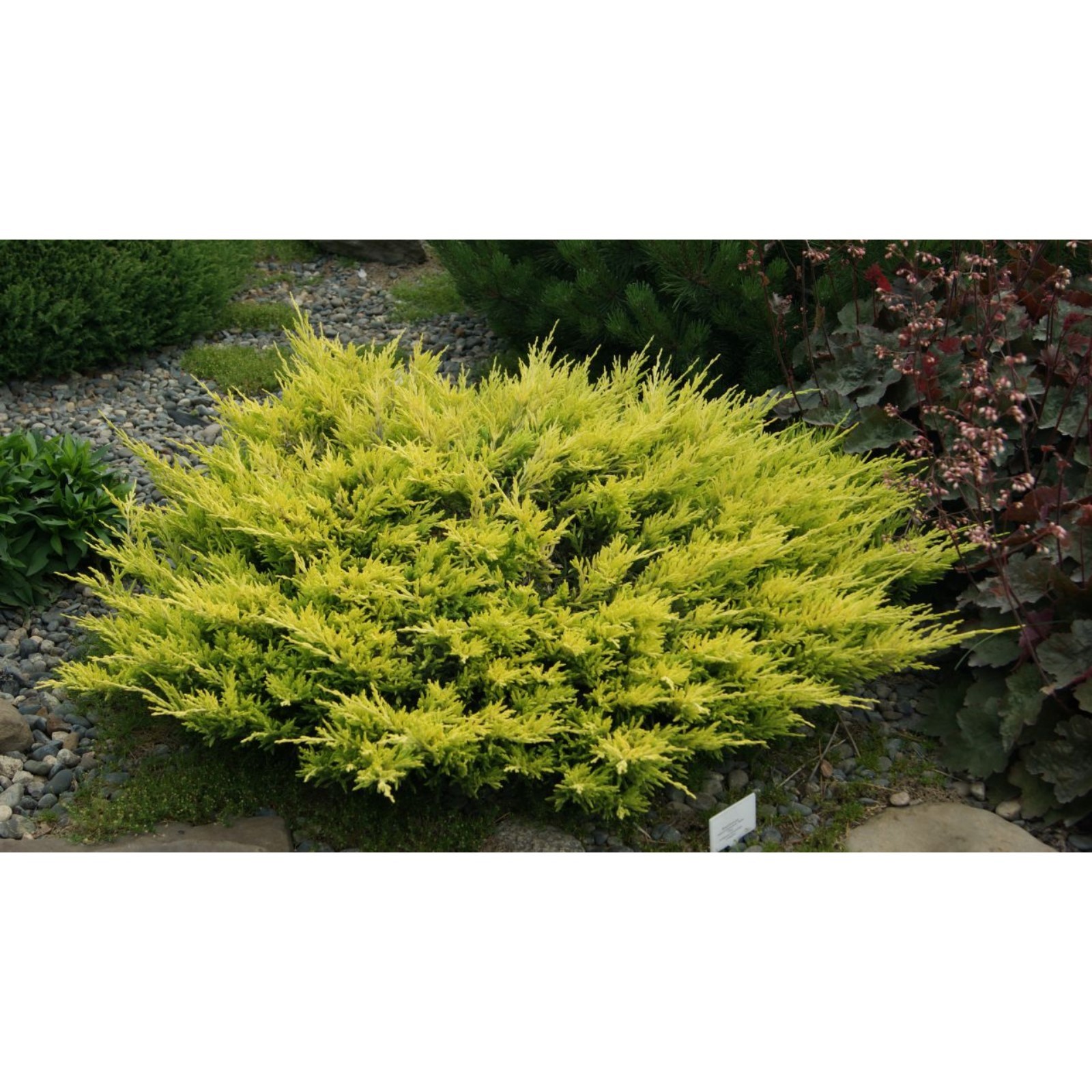 Lime glow. Можжевельник Limeglow. Можжевельник горизонтальный Lime Glow. Лайм Глоу. Можжевельник лайм Глоу высота.