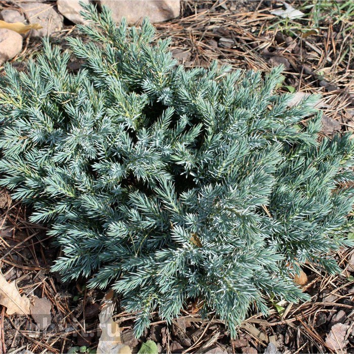 Можжевельник казацкий 'Блю Спаркл' - купить саженцы в Тюмени в садовом центре "А