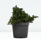 Саженец Можжевельник лежачий «Нана», Р9, 1 шт.  (артикул 10370765)  большой выбор товаров оптом и в розницу по низким ценам с доставкой