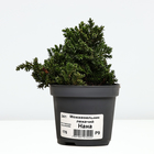 Саженец Можжевельник лежачий «Нана», Р9, 1 шт.  (артикул 10370765)  большой выбор товаров оптом и в розницу по низким ценам с доставкой