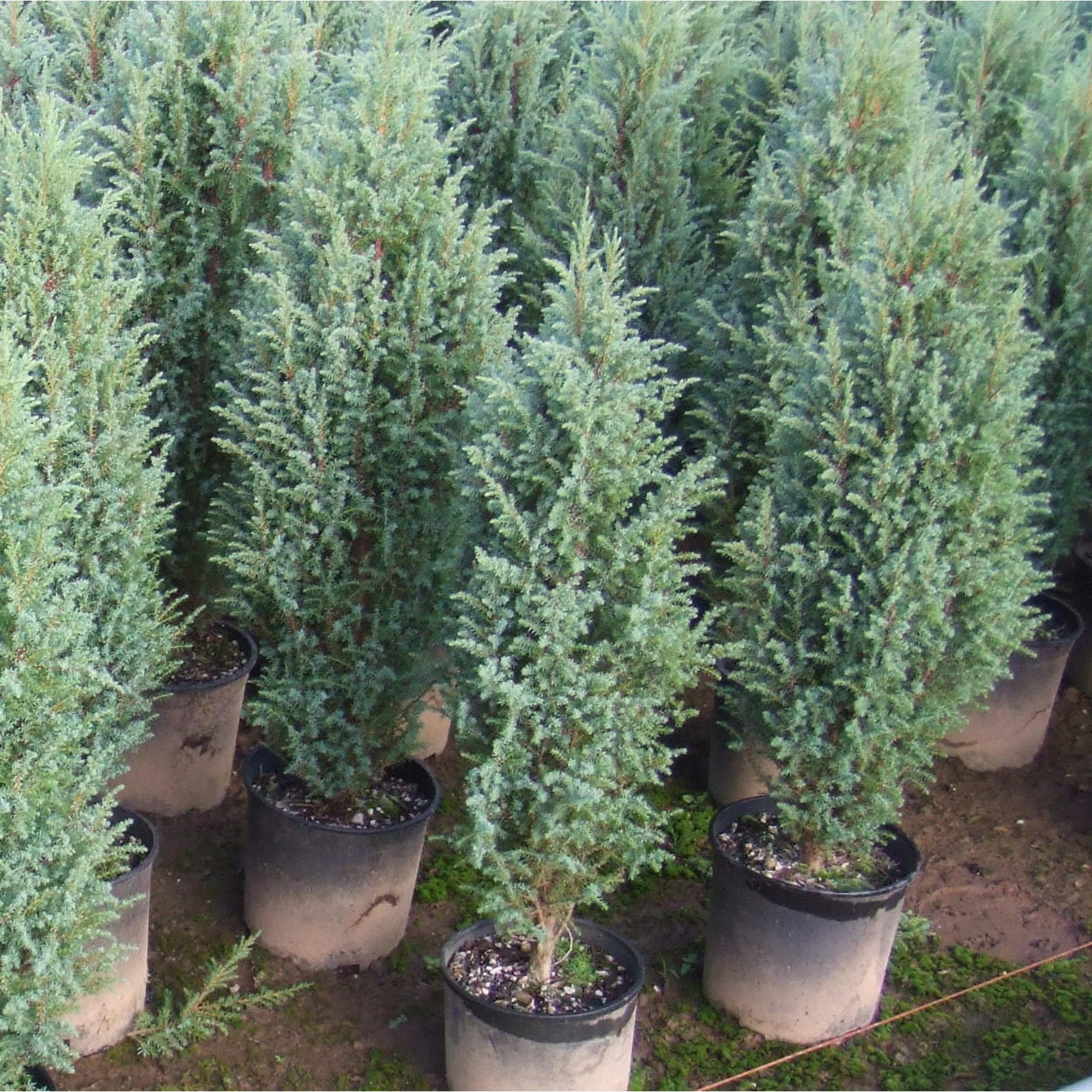 Моффат блю можжевельник фото Моффат блю можжевельник фото