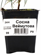 Саженец Сосна Веймутова, Р9, 1 шт. - Фото 2