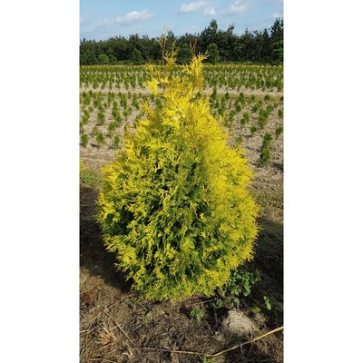 Саженец Туя западная «Салланд», Р9, 1 шт.