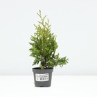 Саженец Туя западная «Салланд», Р9, 1 шт. - Фото 2