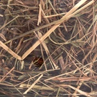 Сено луговое с веточками смородины «Пижон» для грызунов, 20 л, 500 г - Фото 4