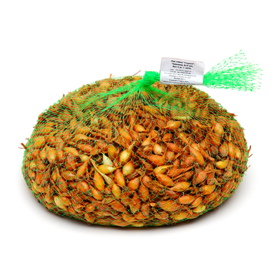 Лук севок Стурон, р-р 18-21, 1 кг