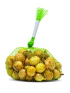 Лук севок Штутгартен ризен , р-р 18-21 0,25 кг, Весна 2025 - Фото 2