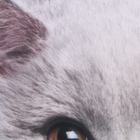 Подушка декоративная антистресс, кот «Британец» - Фото 5