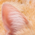 Подушка декоративная антистресс, кот «Рыжик» - Фото 5