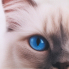 Подушка декоративная антистресс, кот «Рэгдолл» - Фото 5