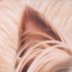 Подушка декоративная антистресс, собака «Йорк» - Фото 5