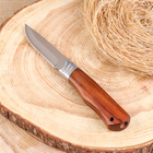 Нож охотничий "Бургут" 21,5см, клинок 98мм/2,5мм, деревянная рукоять - Фото 1