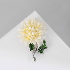 Брошь «Цветок» хризантема, цвет бело-зелёный в серебре - Фото 2