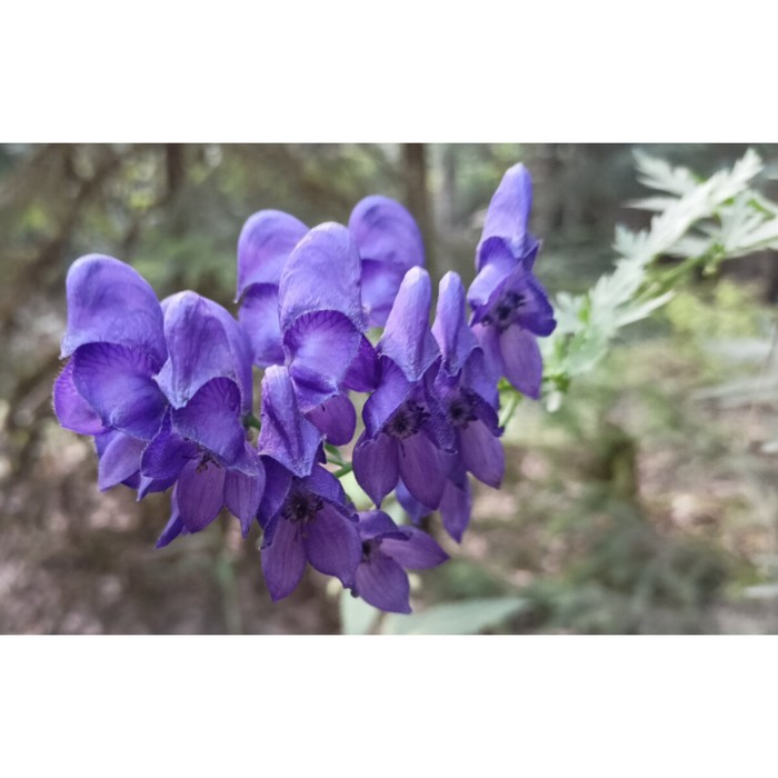 Аконит клобучковый (цветы синие) , Горшок С2, 1 шт, Весна 2024 - Фото 1
