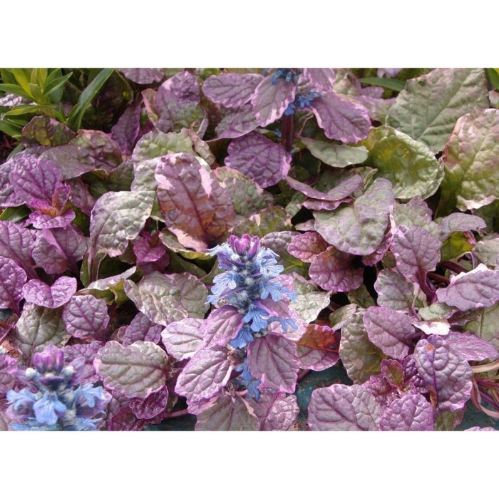 Ajuga reptans Burgundy Glow: One of my absolute favorites for those hard places,