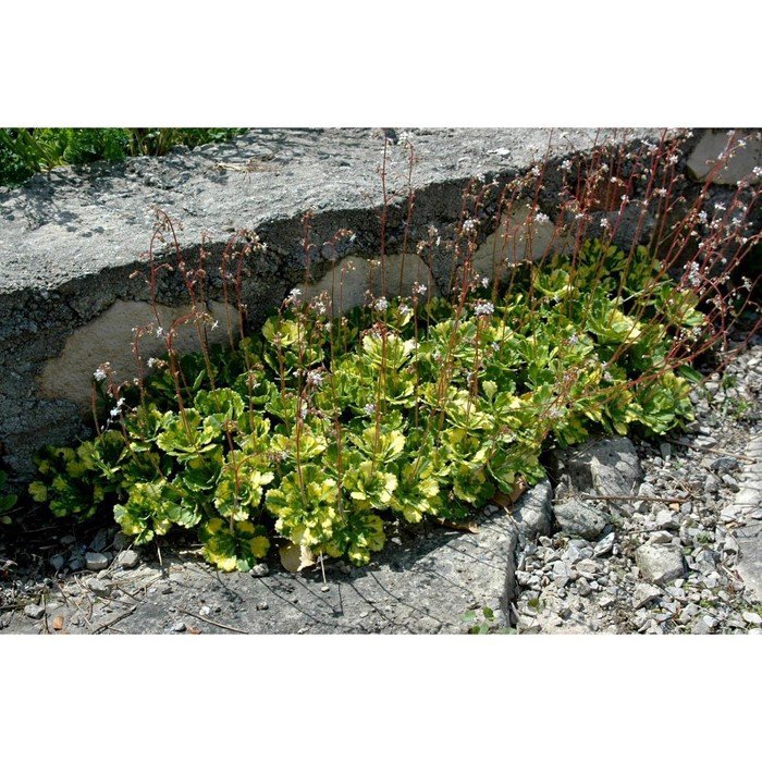 Камнеломка фото и описание посадка Камнеломка фото и описание посадка