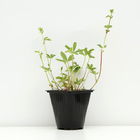 Лапчатка непальская "Мисс Вильмат", Горшок С3, 1 шт, Весна 2024 - фото 25407768