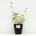 Лапчатка непальская "Мисс Вильмат", Горшок С3, 1 шт, Весна 2024 - фото 25407769