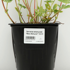 Лапчатка непальская "Мисс Вильмат", Горшок С3, 1 шт, Весна 2024 - фото 25407770