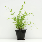 Лихнис халцедонский , Горшок С3, 1 шт, Весна 2024 - фото 26174034