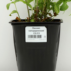 Лихнис халцедонский , Горшок С3, 1 шт, Весна 2024 - фото 26174036