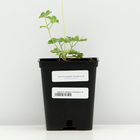 Аквилегия гибридная "Нора Барлоу", Горшок Р9, 1 шт, Весна 2024 - фото 27812572