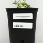 Аквилегия гибридная "Нора Барлоу", Горшок Р9, 1 шт, Весна 2024 - фото 27812573