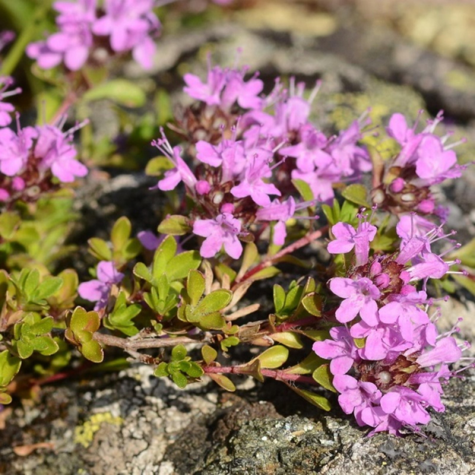 Купить саженцы Тимьян/Thymus с доставкой в Подмосковье в Сергиевом Посаде в пито