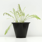 Тысячелистник таволговый "Золотые одежды", Горшок С2, 1 шт, Весна 2024 - фото 26174066