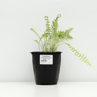 Тысячелистник таволговый "Золотые одежды", Горшок С2, 1 шт, Весна 2024 - фото 26174067