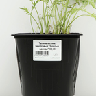 Тысячелистник таволговый "Золотые одежды", Горшок С2, 1 шт, Весна 2024 - фото 26174068