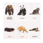 Развивающие карточки «Дикие животные» - Фото 5