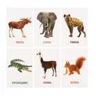 Развивающие карточки «Дикие животные» - Фото 6