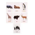 Развивающие карточки «Дикие животные» - Фото 7