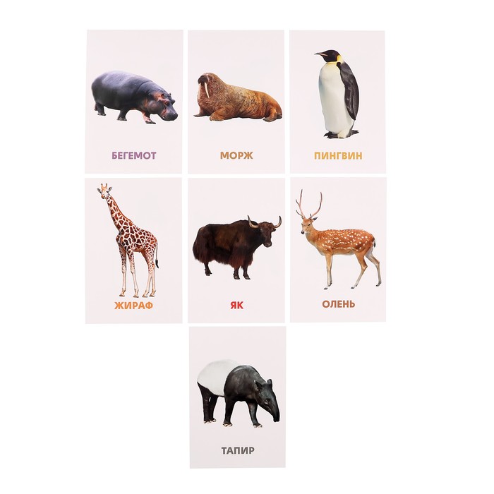 Развивающие карточки "Дикие животные" 467-0-159-05280-7
