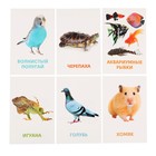 Развивающие карточки «Домашние животные» - Фото 5