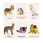 Развивающие карточки «Домашние животные» - Фото 6