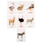 Развивающие карточки «Домашние животные» - Фото 7