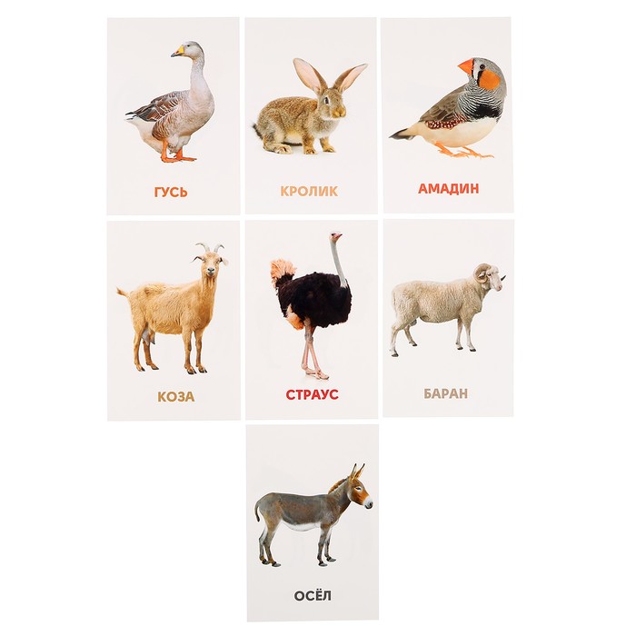 Развивающие карточки "Домашние животные" 467-0-159-05284-5
