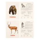 Обучающие карточки «Дикие животные» - Фото 6