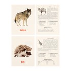Обучающие карточки «Дикие животные» - Фото 8