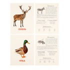 Обучающие карточки «Домашние животные» - Фото 6