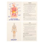 Обучающие карточки «Тело человека» - Фото 7
