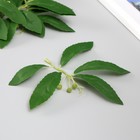 Искусственное растение для творчества "Листья черёмухи" набор 6 шт 13,5х16 см - Фото 2