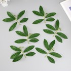 Искусственное растение для творчества "Листья черёмухи" набор 6 шт 13,5х16 см - Фото 3