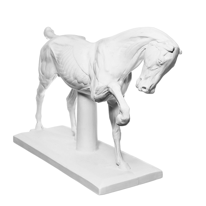 Гипсовая фигура анатомическая: ЛОШАДЬ (конь анатомический), 21 х 59 х 43 см - Фото 1