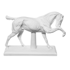 Гипсовая фигура анатомическая: ЛОШАДЬ (конь анатомический), 21 х 59 х 43 см - Фото 2